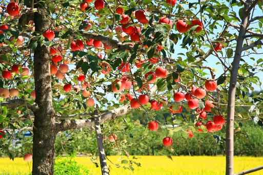 Where to Go Apple Picking in the Bay Area This Autumn