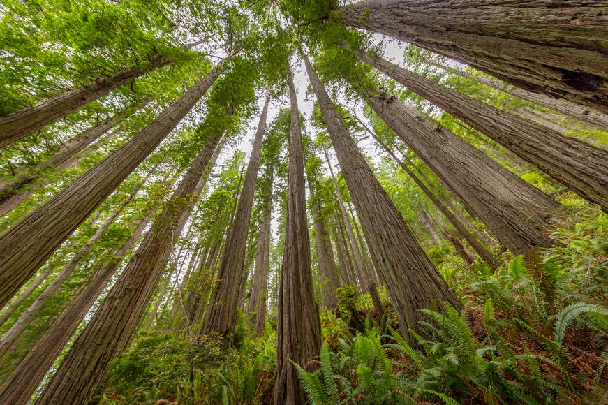 The Ultimate Guide to Redwood National Park