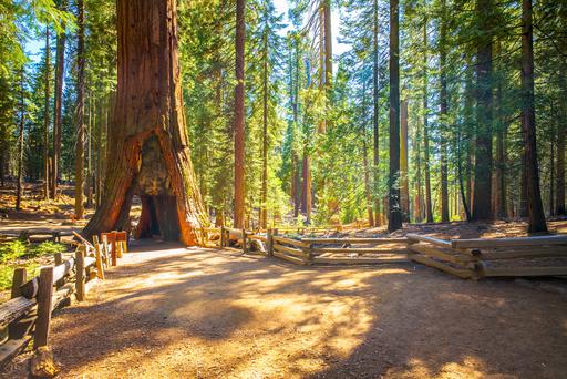 9 Magical Redwood Groves in California