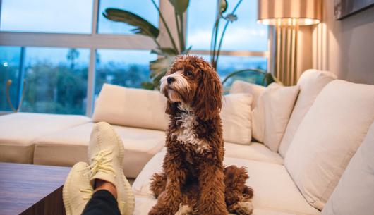 Nest vs. Ring: Choosing the Right Home Security System