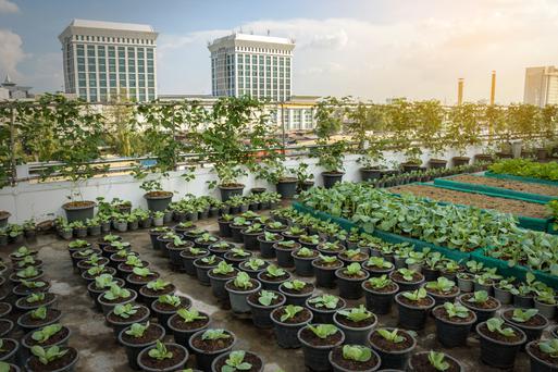 Notable Urban Agriculture In The Golden State