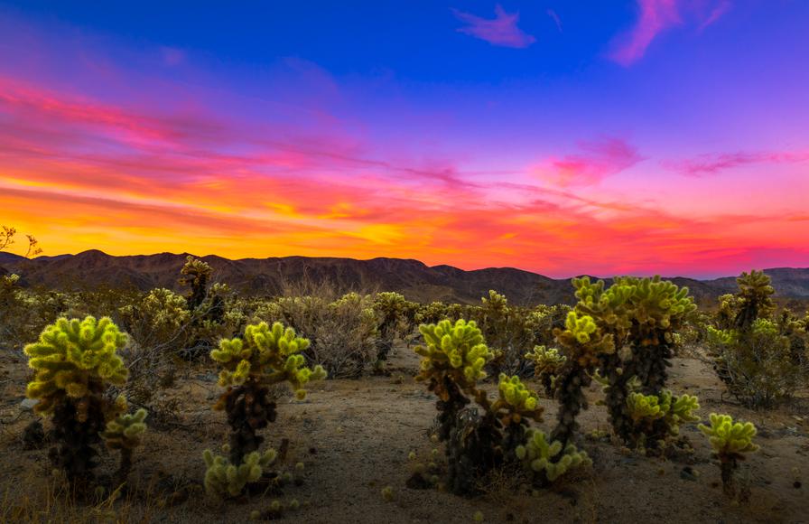Your Guide to Joshua Tree National Park