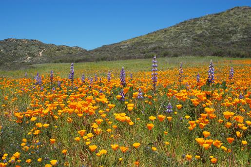 Discover the Hidden Gem of Wildomar, California: A Haven of Outdoor Adventures and More