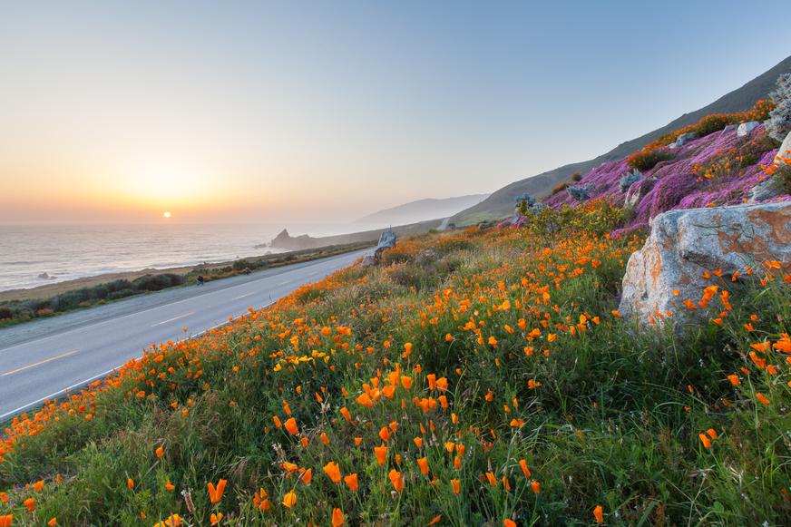 The 5 Most Beautiful California Native Wildflowers
