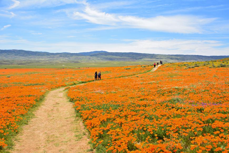 Antelope Valley Poppy Reserve: Why It's California's Most Beautiful Place