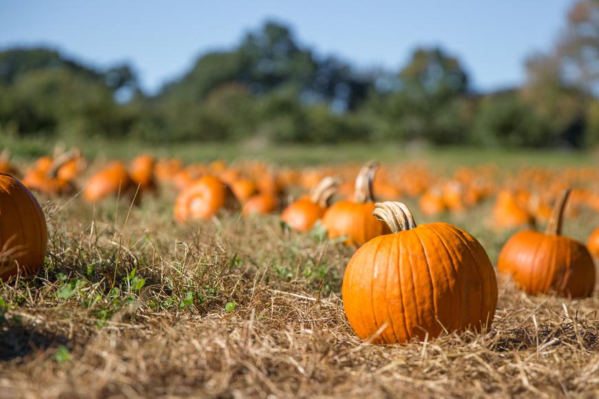 Your Guide to the Livermore Pumpkin Patch at G&M Farms