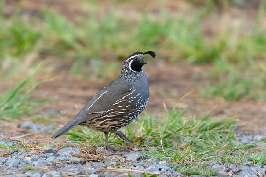 What is the California State Bird?