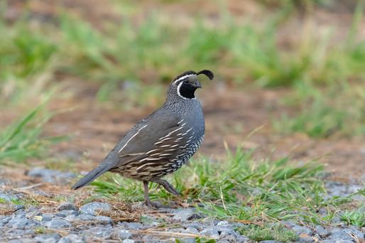 What is the California State Bird?