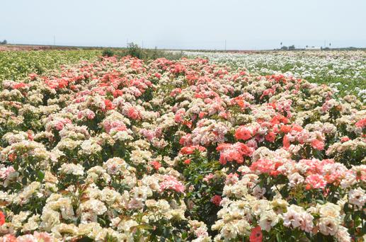 Discover the Hidden Gems of Porterville, California