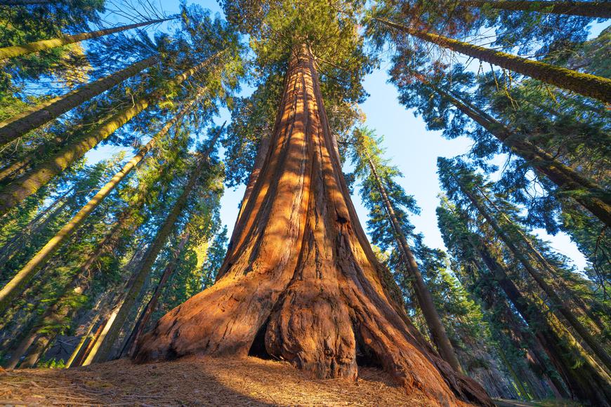 The Tallest Trees in California