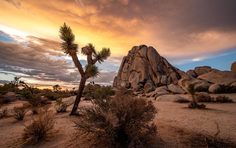 Top Attractions to See in Joshua Tree National Park