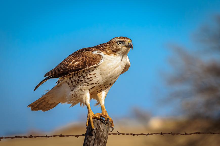 The Types of Hawks in Southern California