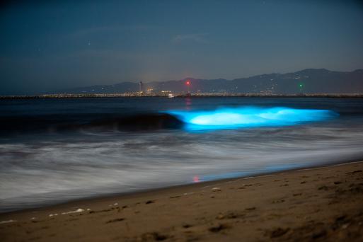 Bioluminescent Waves in San Diego Explained