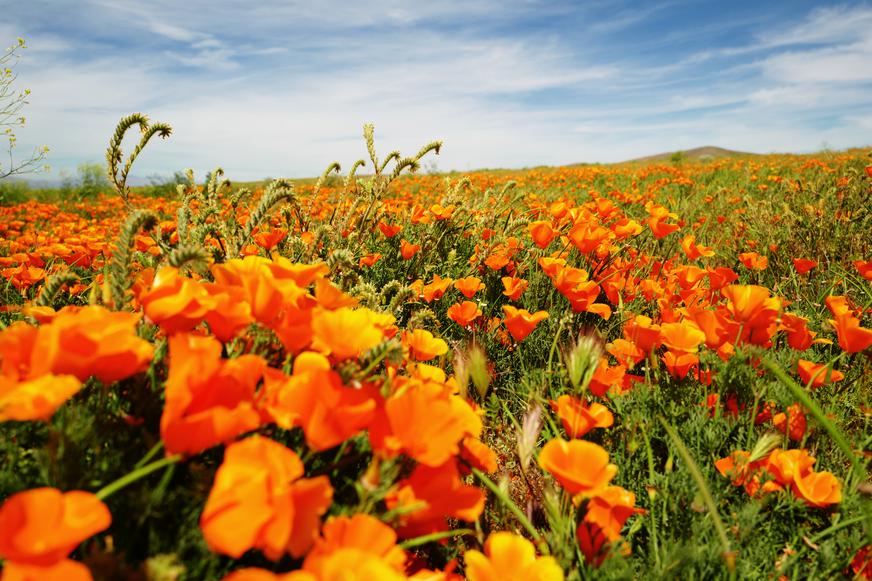 The California Poppy Festival in Lancaster is This Weekend's Best Event