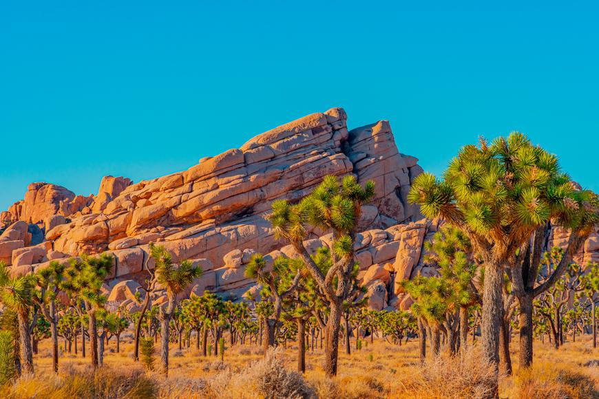 11 Fun Facts About Joshua Tree National Park