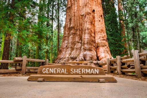 The General Sherman Tree: Age, Location, History