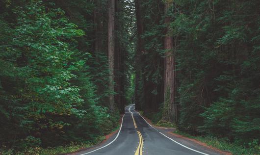 What is the Avenue of the Giants? Explaining The Scenic Redwoods Drive