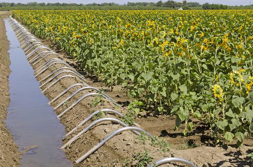 Discover the Hidden Gem: 5 Reasons Why Rosemont, California Should Be Your Next Destination