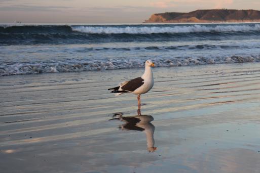 Discovering Coastal Gems: Top Beaches Near Santee, California