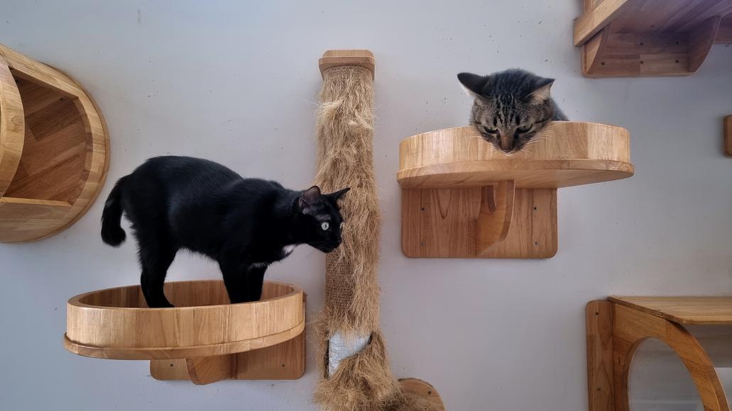 The Cutest Cat Cafes in California