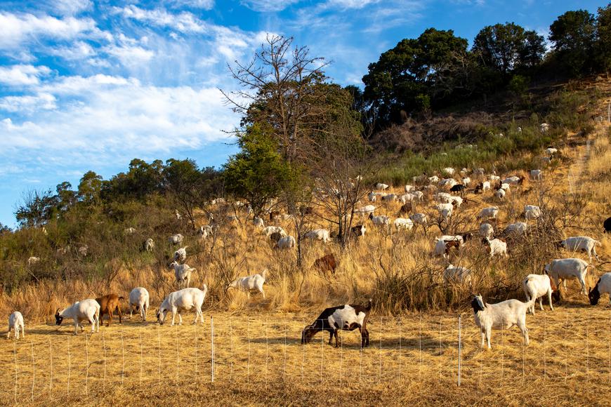 Why Are There Goats Outside? Explaining California's Firefighting Goats