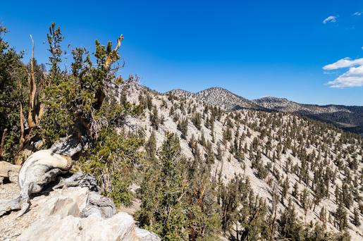 Ancient Bristlecone Pine Forest Visitors Guide