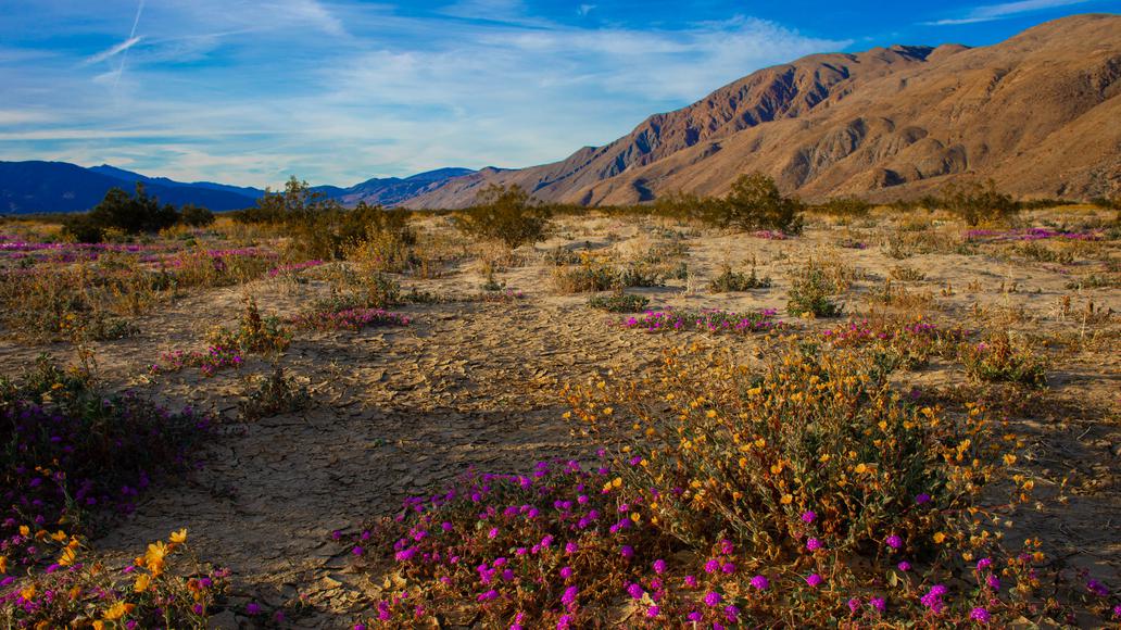 Everything You Need To Know About Borrego Springs