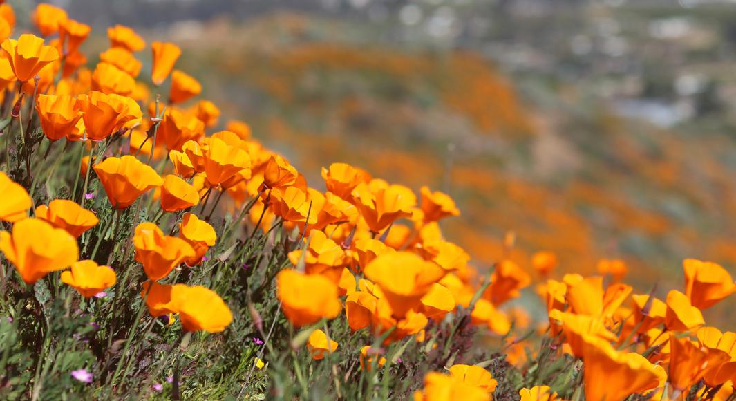 The Coolest Wildflowers in California