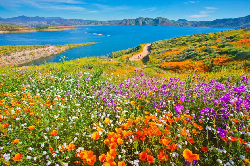 12 Picturesque Places To See Wildflower Blooms In SoCal