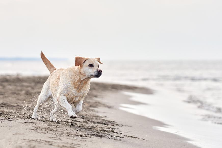 Top 10 Most Common Dog Breeds in California