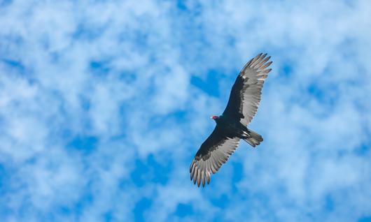 California's 5 Most Interesting Species