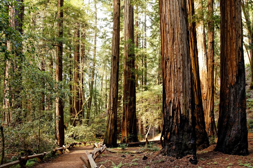 Your Guide to Visiting Armstrong Redwoods State Natural Reserve
