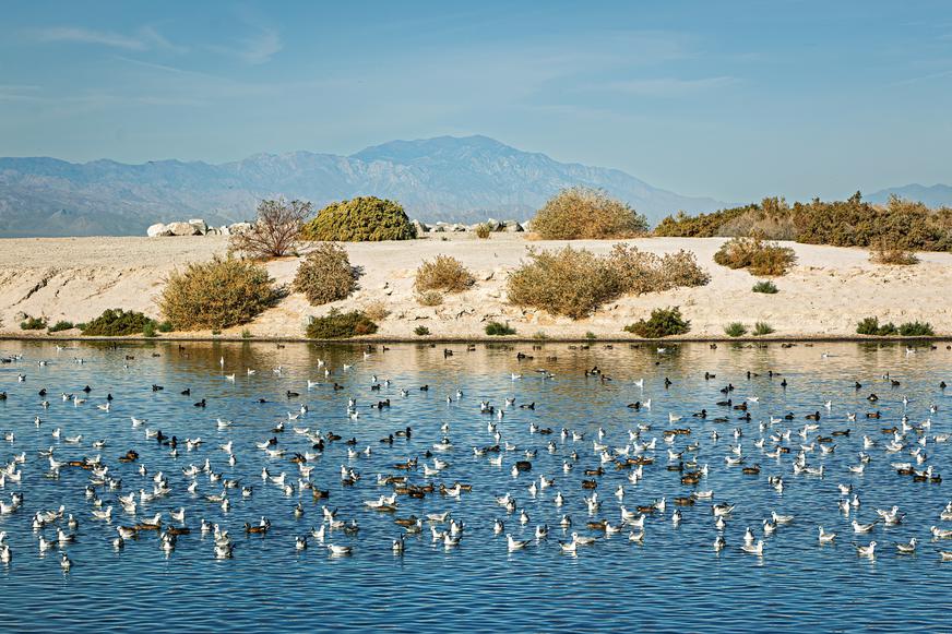 Where to See California's Bird Migrations: A Field Guide to the Pacific Flyway