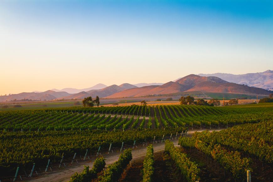 Discover the Hidden Gems: Benefits of Living in Vineyard, California