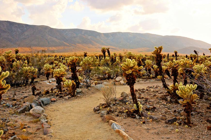 Here Are the 5 Best Hikes in Joshua Tree You Need to Take Now