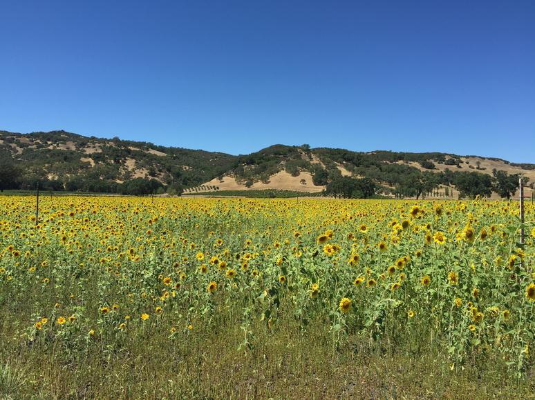 Ukiah Uncovered: Discovering the Joys of Life in Northern California's Hidden Gem