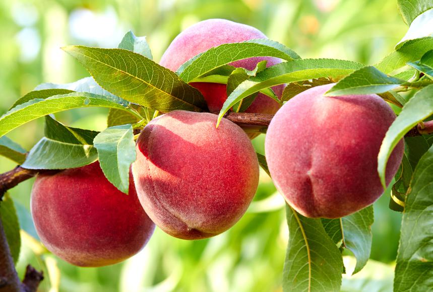 Pick Your Own Peaches and Your Own Path in Yolo County