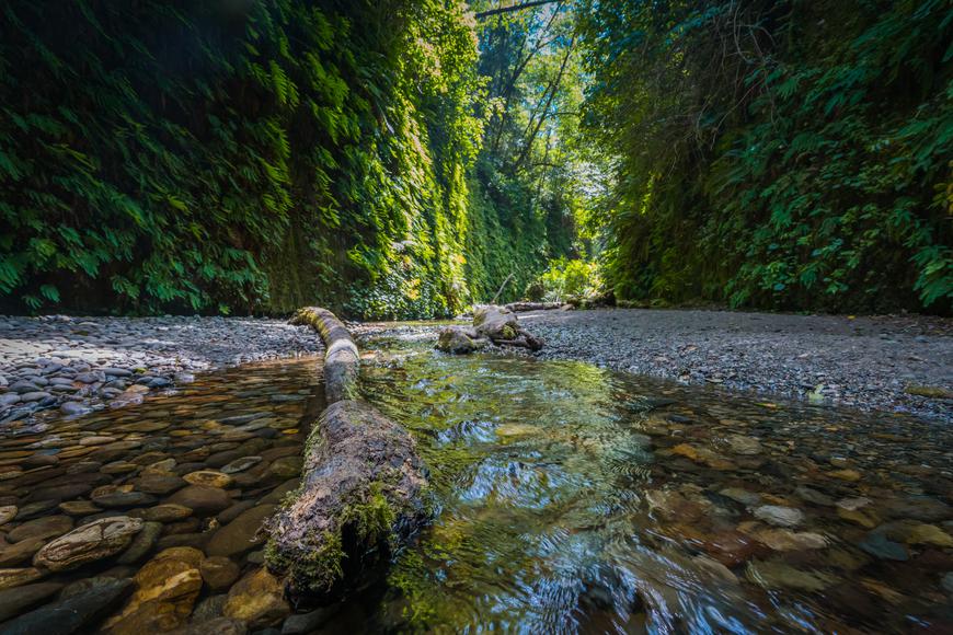 Discovering Everything About Prairie Creek Redwoods State Park