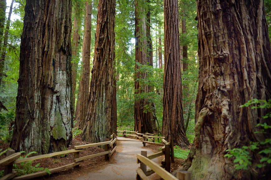 Everything You Need to Know About Hiking in Muir Woods