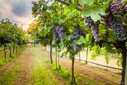 Napa, California: A Hidden Gem of a City with Endless Benefits