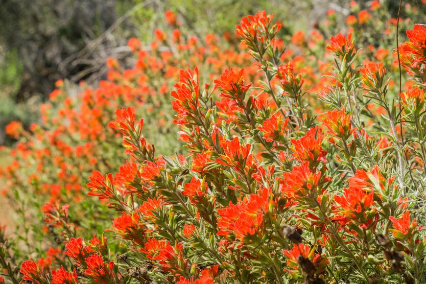 Which California Flowers Bloom in Spring?