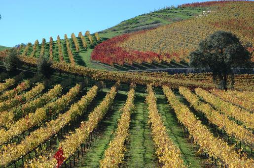 Where Are the Best Colleges Near Sonoma?