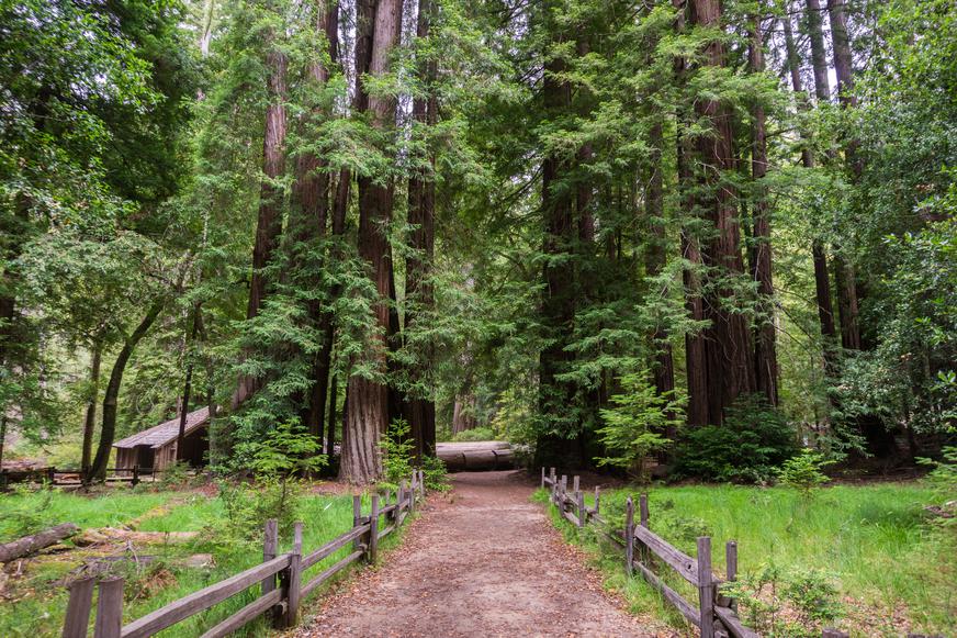 A Visitor’s Guide to Big Basin Redwoods State Park