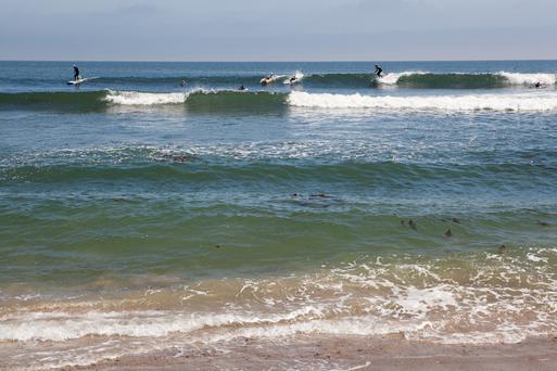 Seaside Escapes: Discover the Best Beaches Near Oak Park, California