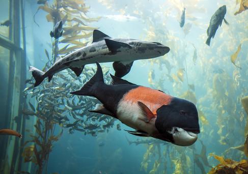 Discover the Best Museums Near Hollister, California: Geo-Locations, Highlights, Parking, and Accessibility