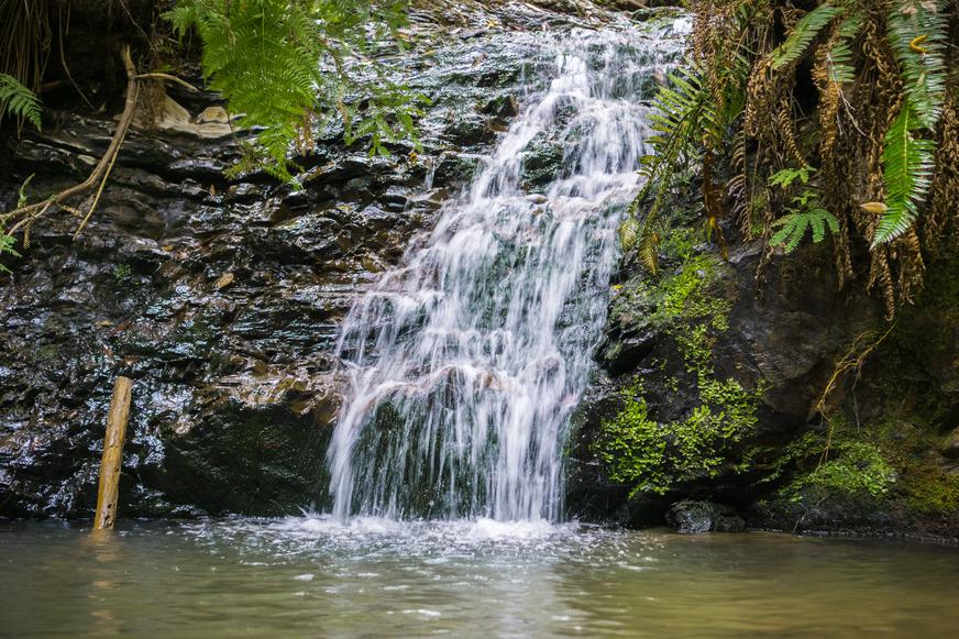 A Californian’s Guide to Portola Redwoods State Park