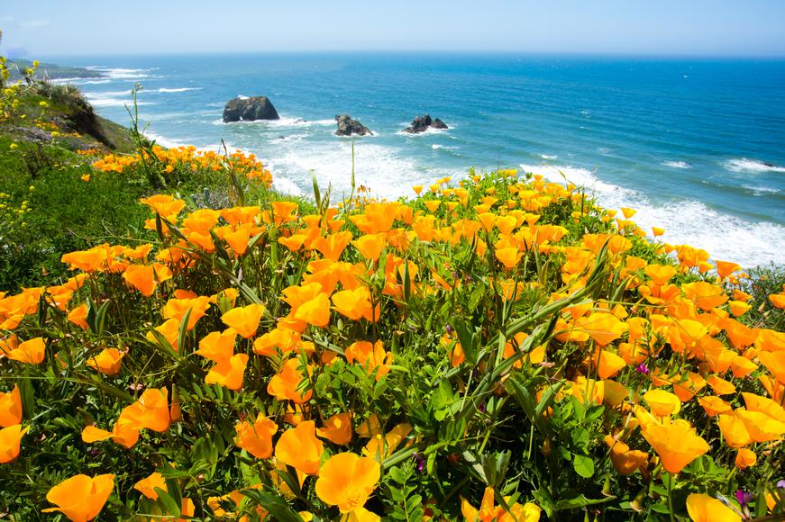 What is the California State Flower?
