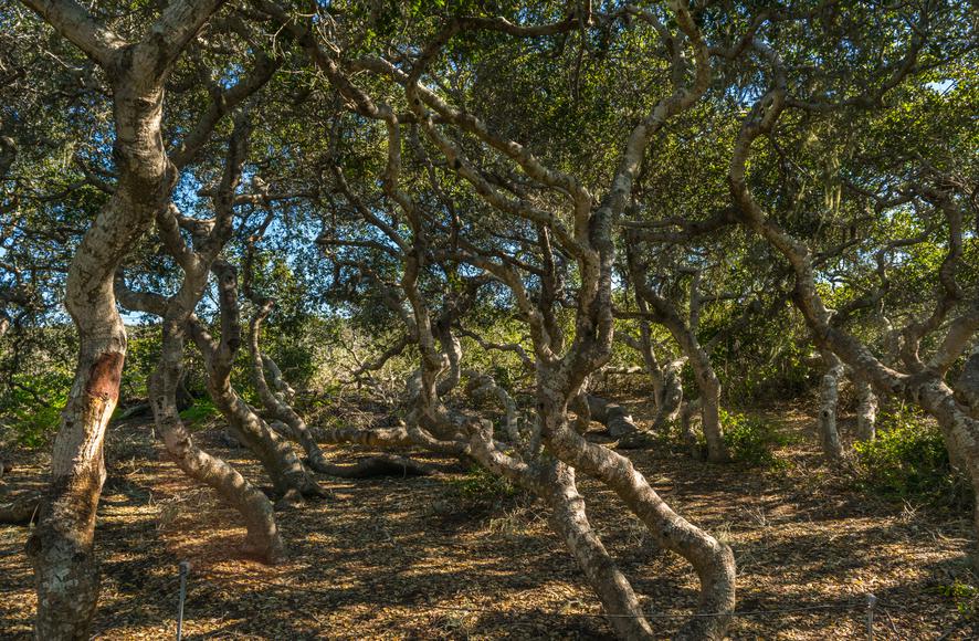 The Elfin Forest Is A California Wonder You've Probably Never Heard Of