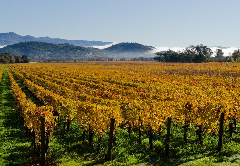 Your Guide to Visiting Napa In November – Beyond the Vine