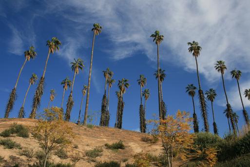 Citrus, California: An Idyllic Destination for Wholesome Living and Vibrant Adventures